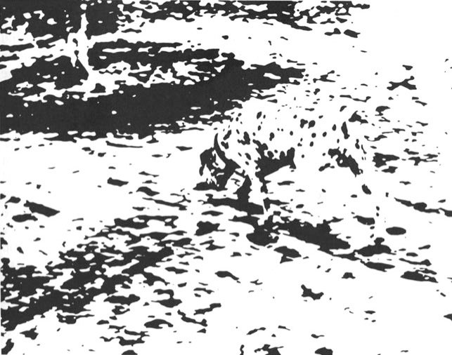 Natural Intelligenceの画像