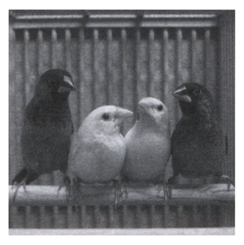 音楽の起源と小鳥の歌の画像