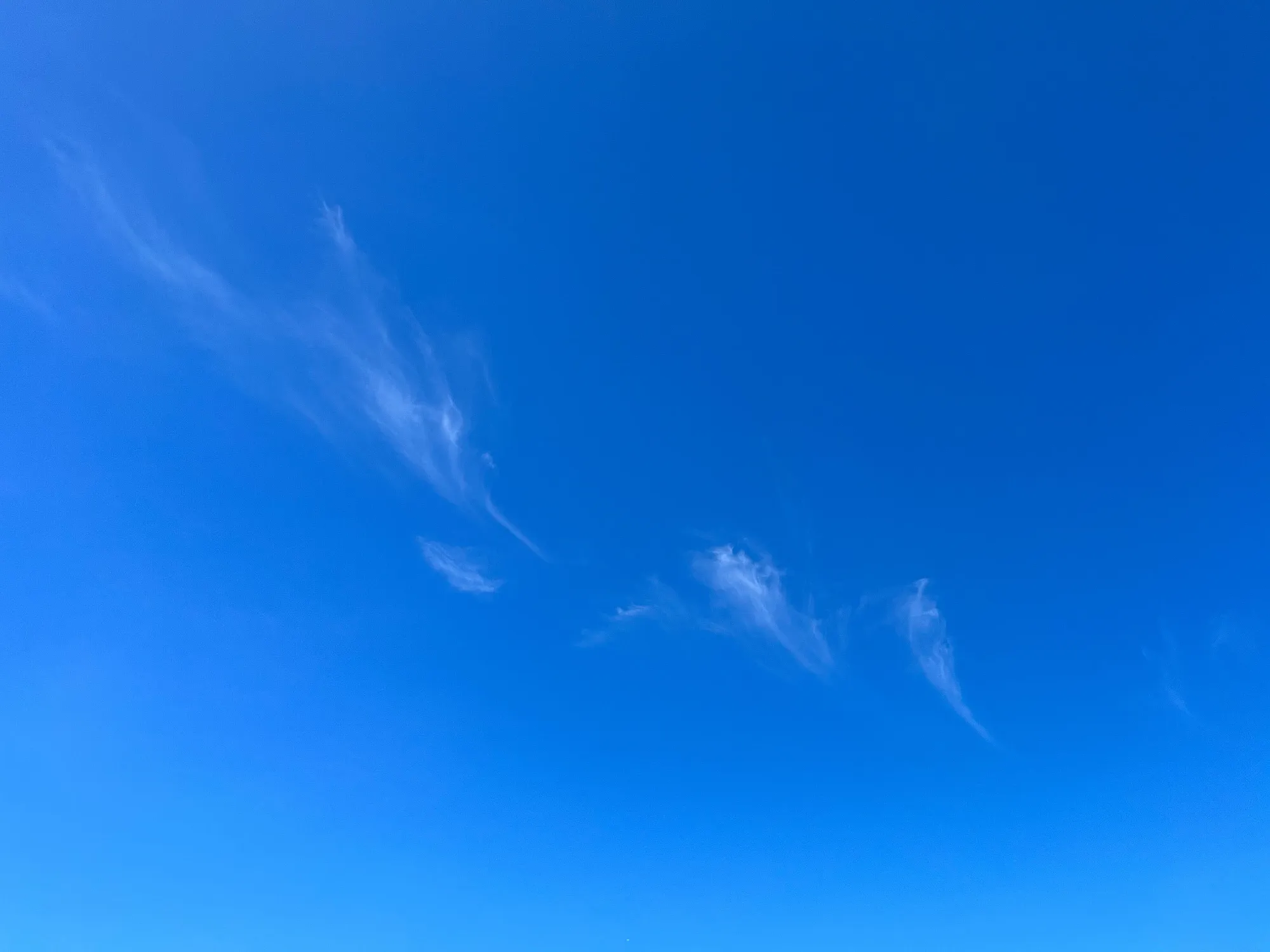 そして青い鳥は青空へ飛び立ったの画像