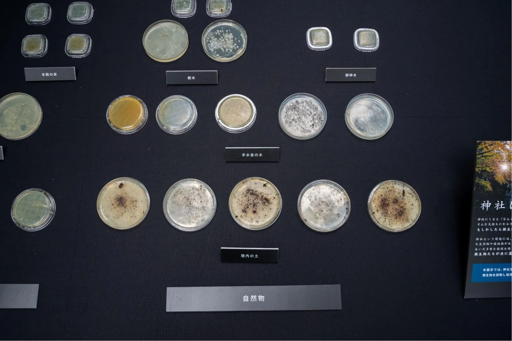 あなたは微生物の都市であるの画像