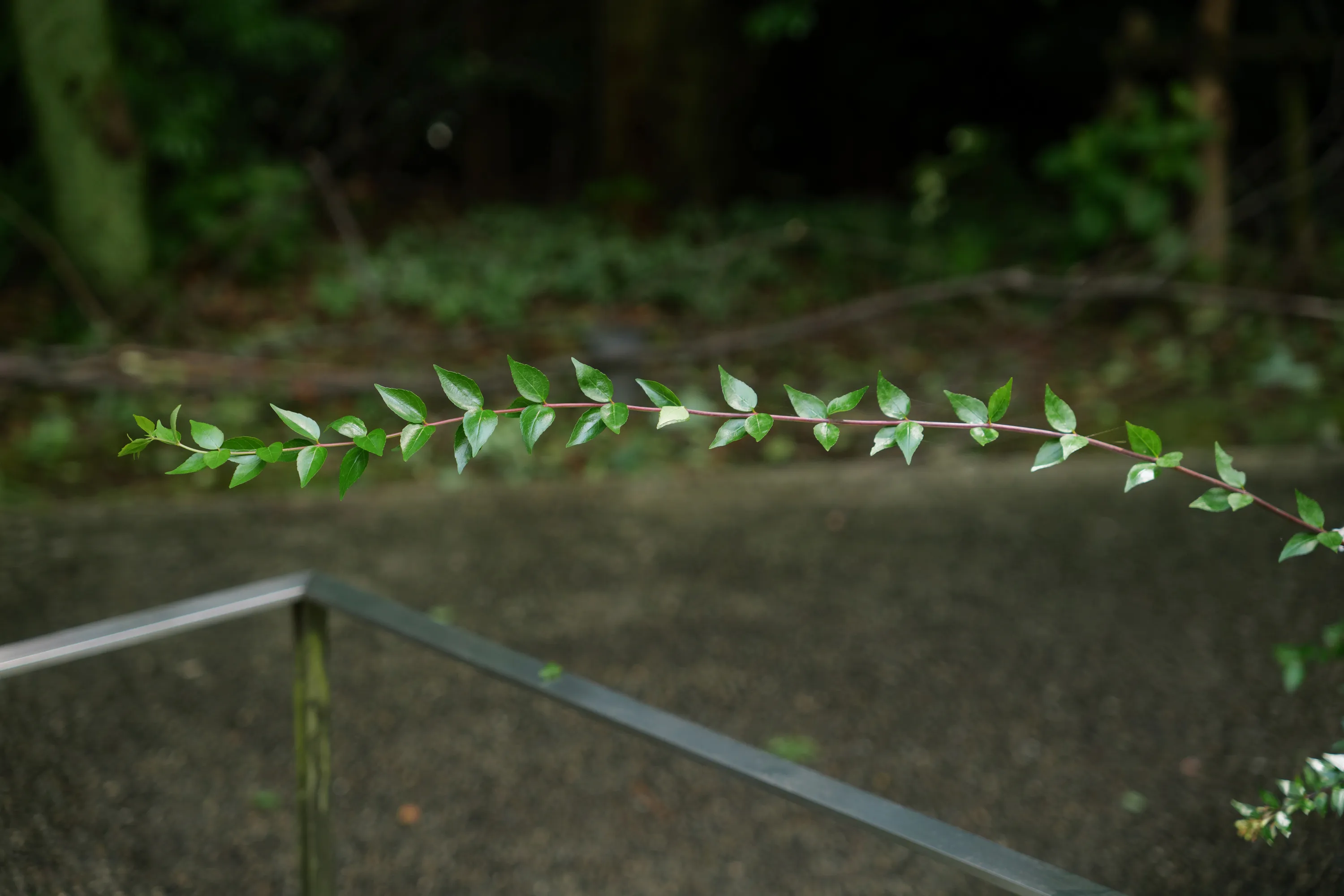記憶という庭を世話するの画像