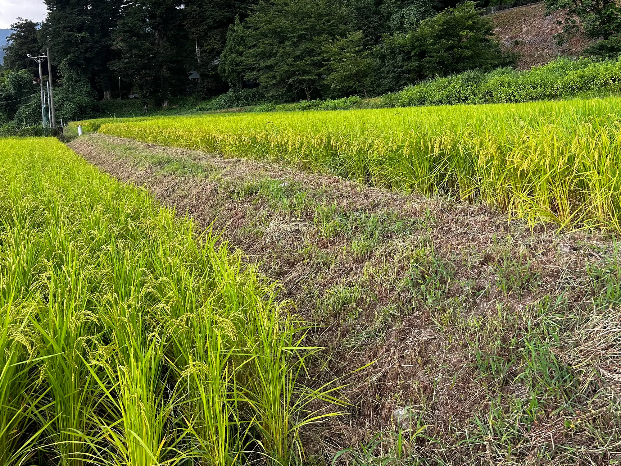 結城正美（環境人文学）ヒカヒカの土地の先に――農地の大区画化と〈種の孤独〉の画像