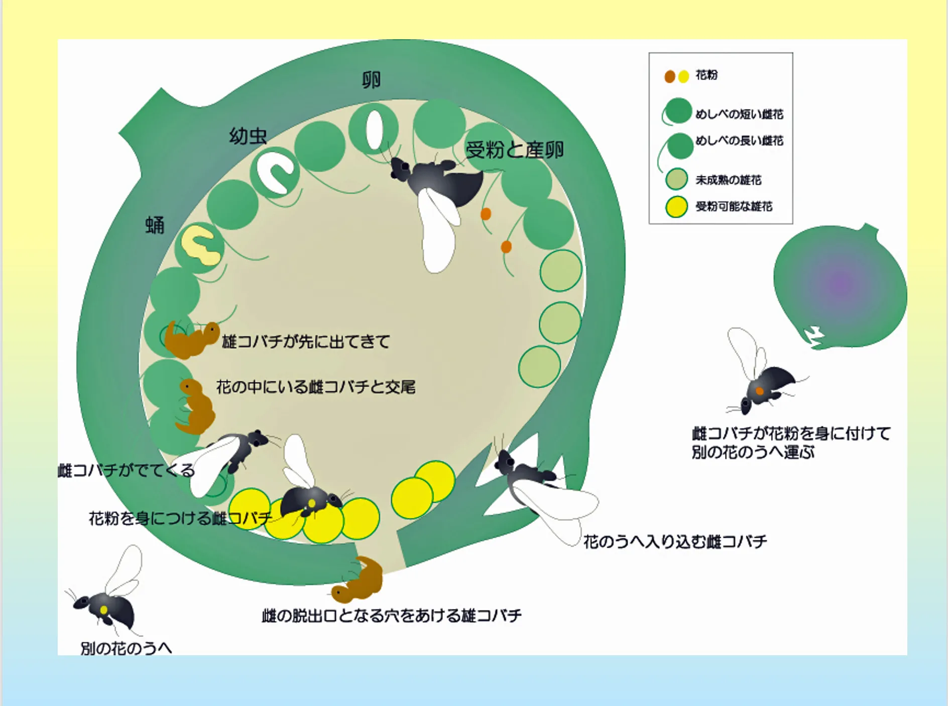 中村桂子さん講演「生命誌から見えてくる世界」#1：「人間は生き物である」の画像