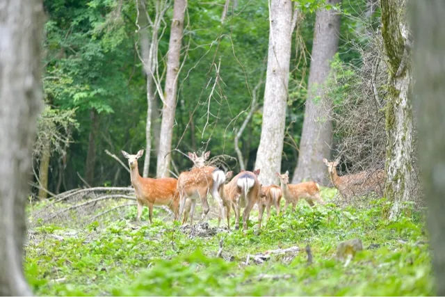 人口減少時代における「野生動物のマネジメント」の画像