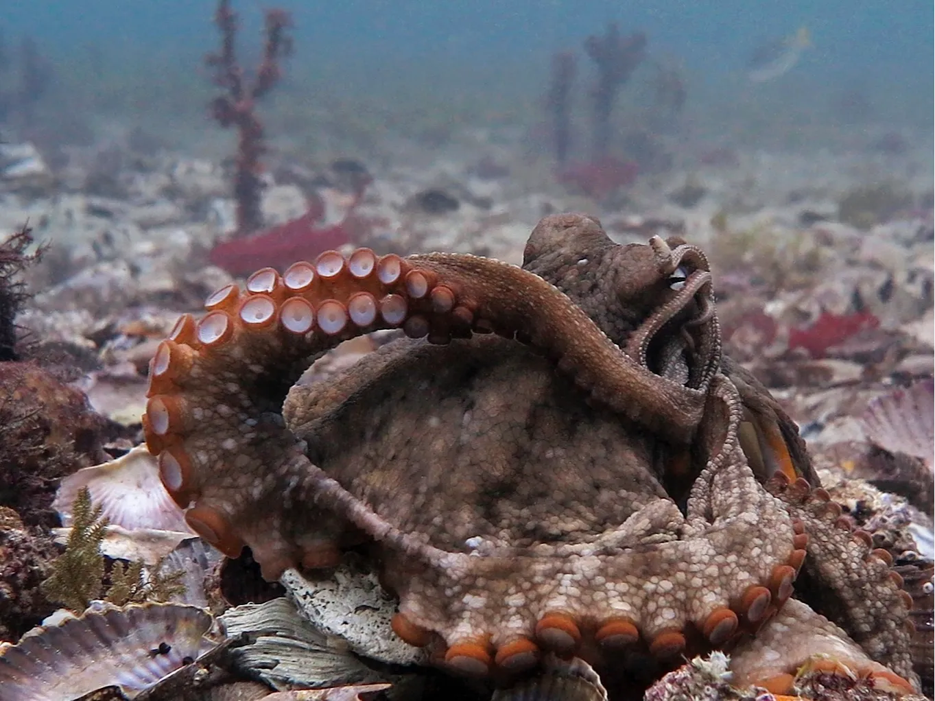 『タコの心身問題』のゴドフリー゠スミスと語る、生き物の意識 #1の画像
