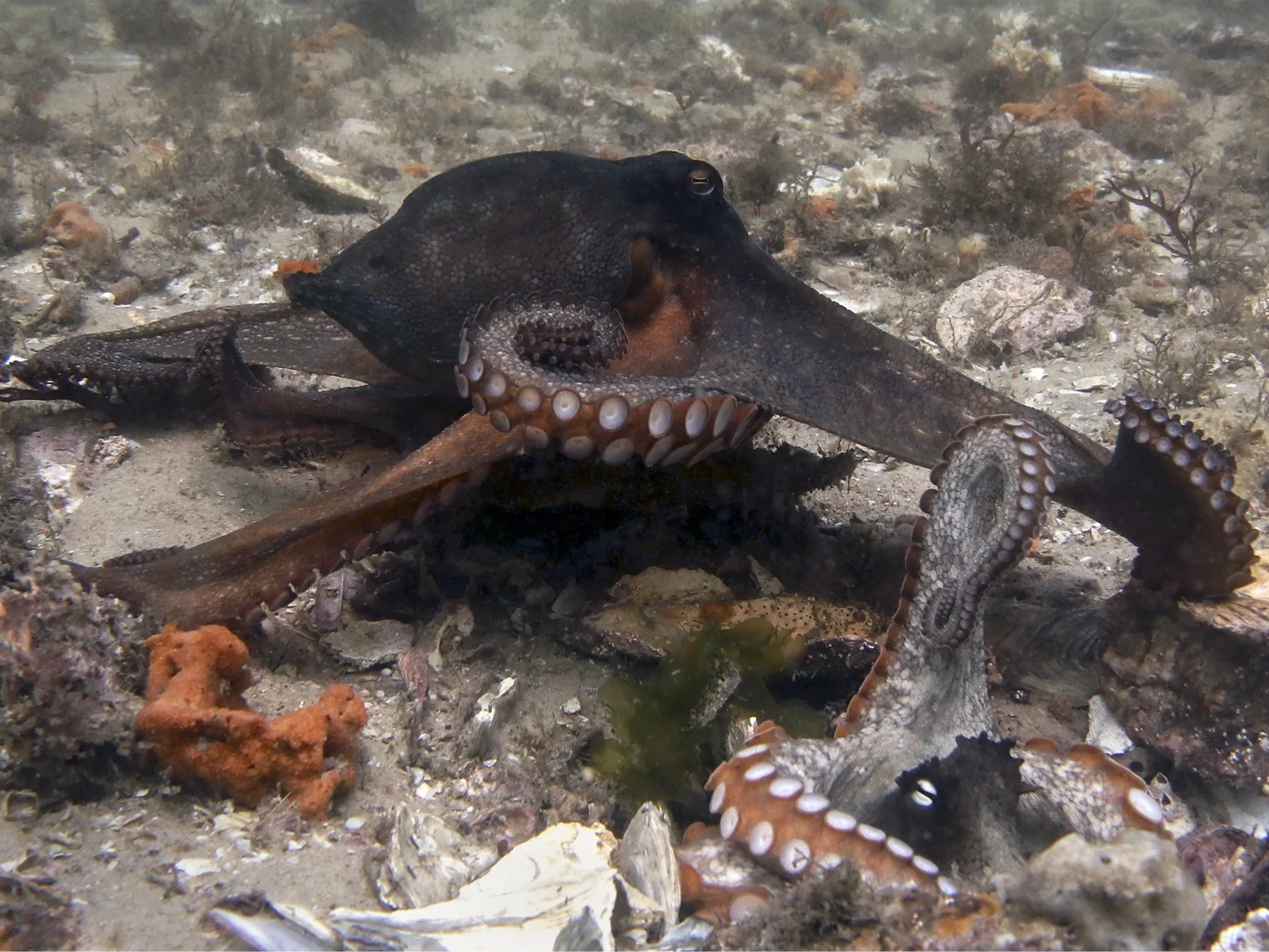 『タコの心身問題』のゴドフリー＝スミスと語る、生き物の意識 #3の画像