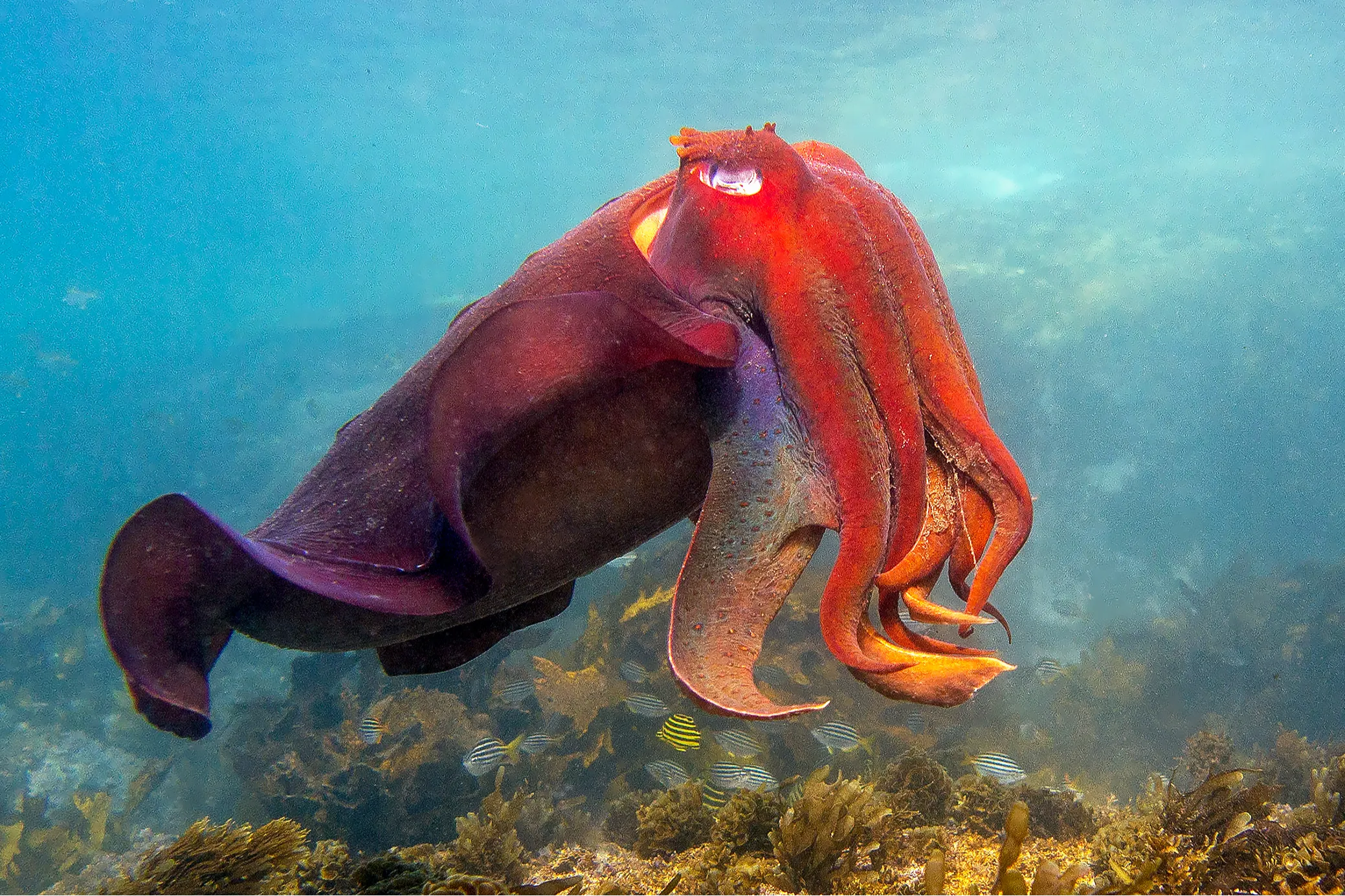 『タコの心身問題』のゴドフリー゠スミスと語る、生き物の意識 #2の画像